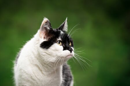portrait of a curious black and white cat with beautiful pattern on face outdoors in green nature looking to the side with copy spaceの写真素材