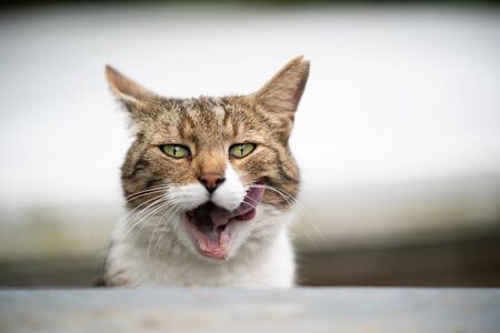 funny portrait of a hungry tabby white cat with ear notch sticking out tongue licking lipsの写真素材