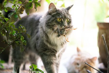 hunting maine coon cat with bird prey in mouth outdoorsの写真素材