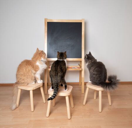 rear view of three cats sitting on stools looking at black board with copy space in front of white wall studyingの写真素材