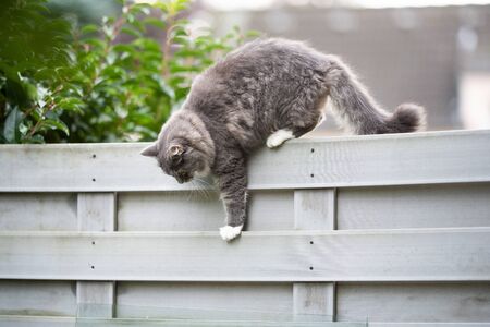 young blue tabby maine coon cat walking on fence balancing outdoors in the back yard climbing downの写真素材