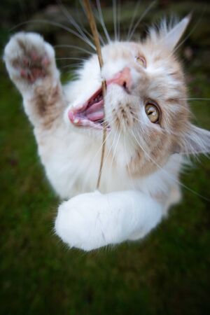 young playful white maine coon cat rearing up playing with a blade of grass outdoors on lawn in the...