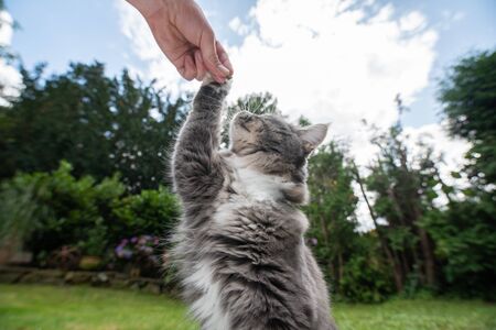 pet owner feeding a young blue tabby white maine coon cat raising paw の写真素材