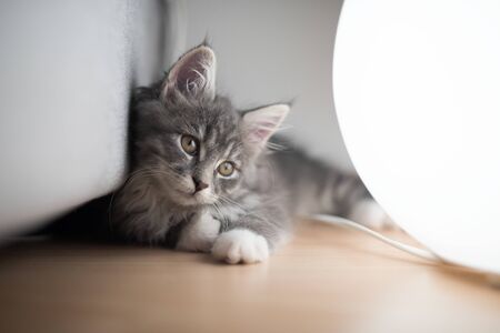 blue tabby maine coon kitten lying on the floor next to a floor lampの写真素材