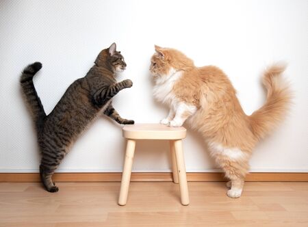 two cats armwrestling fight battle. side view of two cats facing each other on a wooden stool in...