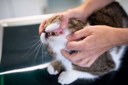 tabby white british shorthair animal teeth examination at the veterinarian