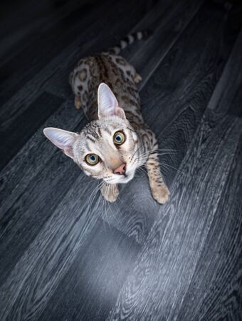 young curious playful black silver tabby rosetted bengal cat on gray wooden floor looking at cameraの写真素材