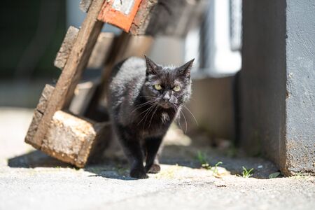 black stray cat standing under wood pallet looking at camera on a sunny summer dayの写真素材
