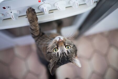 tabby shorthair cat reaching for buttons on the oven in the kitchenの写真素材