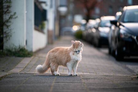 curious maine coon cat standing on sidewalk of public street lokking up wearing gps trackerの写真素材