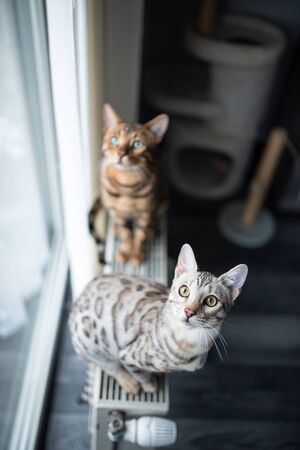 two curious bengal cats sitting on radiator in front of window looking up. a scratching post is in the backgroundの写真素材
