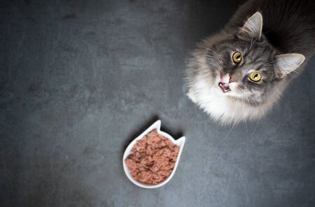 high angle view of a cute blue tabby maine coon cat standing next to feeding dish with wet pet food looking up at cameraの写真素材