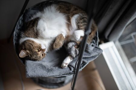 tired tabby white british shorthair cat lying on side on comfortable pet bed indoors relaxing next to windowの写真素材