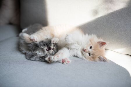 two maine coon kittens lying on gray sofa stretching and yawningの写真素材