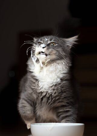 messy eating blue tabby maine coon kitten face smeared with yogurtの写真素材
