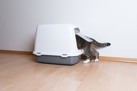 cat entering hooded cat litter box with flap entrance in front of white wall with copy spaceの写真素材