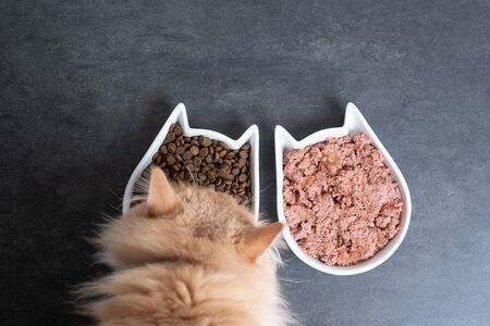 top view of a cream colored maine coon cat eating dry and wet pet food from feeding dish with copy spaceの写真素材