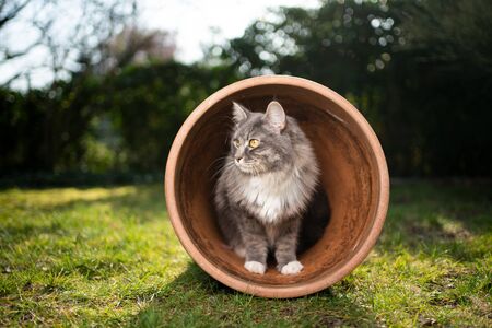 cute Blue tabby white maine coon cat inside of flower pot outdoors in the back yard looking to the sideの写真素材