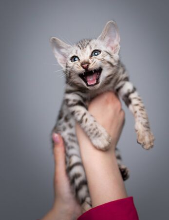 hand of a female person holding 8 week old black silver tabby rosetted bengal kitten looking up meowingの写真素材
