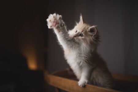 playful red cream colored maine coon kitten standing on a wooden tablet looking into the light source raising the pawの写真素材
