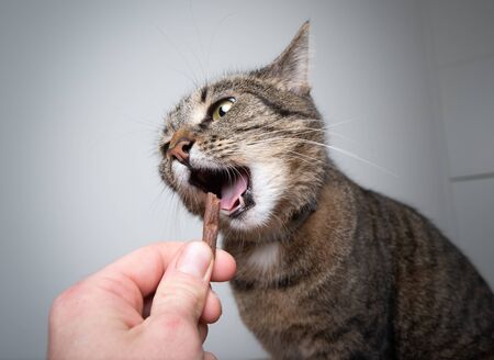 human hand feeding tabby cat with treat in front of white backgroundの写真素材