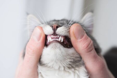blue tabby maine coon kitten showing baby teeth holded by human handsの写真素材