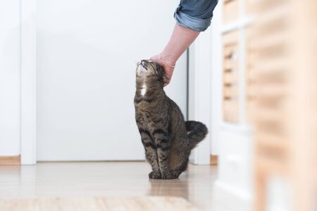 tabby domestic shorthair cat getting stroked by female handの写真素材