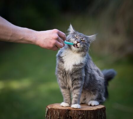 blue tabby maine coon cat getting medication into mouth with syringeの写真素材