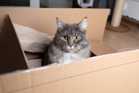 young blue tabby maine coon cat sitting in cardboard box looking at camera indoorsの写真素材
