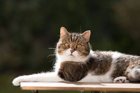 side view of a tabby white british shorthair cat lying on a garden table stretching out its arm looking at cameraの写真素材