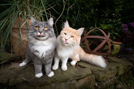 two young maine coon cats begging for treats outdoors in the garden sticking out tongue licking over nose at same timeの写真素材