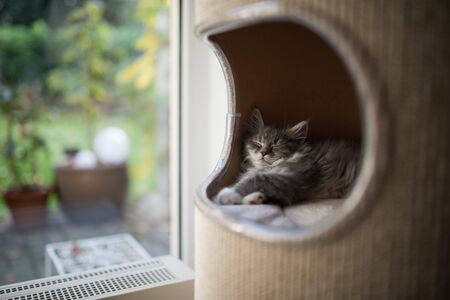 cute blue tabby maine coon kitten sleeping in pet cave of a scratching barrelの写真素材