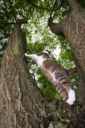 low angle view of a tabby white british shorthair cat standing on a tree fork about to climb up outdoors in natureの写真素材