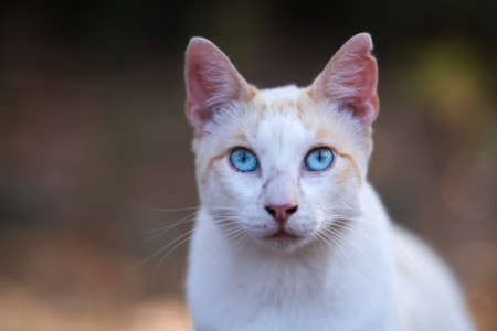 Mallorca 2019: Close up Portrait of a white ginger stray cat with ear notch and blue eyes looking at camera in the forest of Cala Gat, Majorcaの写真素材