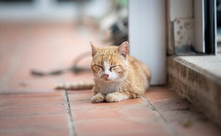 dirty and exhausted sick white ginger cat with the flu disease, purulent nose and eye infection with discharge from closed eyes and noseの写真素材