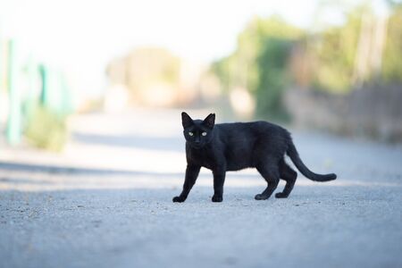Mallorca 2019: side view of a black stray cat with ear notch walking crossing the street looking at camera on majorcaの写真素材