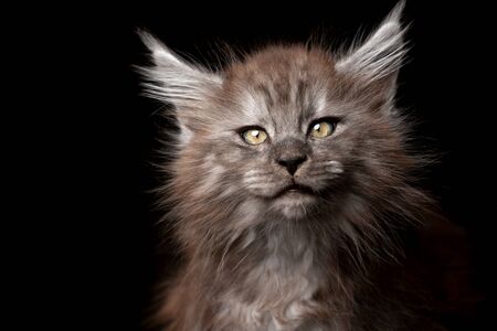 studio portraitt of a beautiful maine coon kitten looking at cameraの写真素材