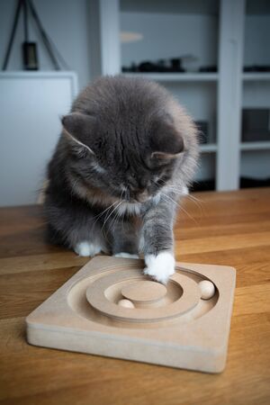 curious playful blue tabby maine coon cat playing with wooden roller toy on tableの写真素材
