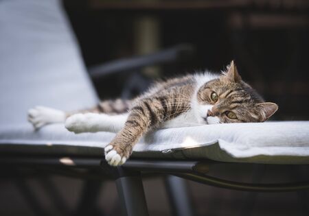tabby white british shorthair cat lying on the side relaxing on a deck chairの写真素材
