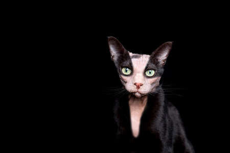 funny photo manipulation of two different cats mixed together. a black cat and a hairless sphynx catの写真素材