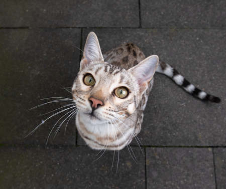 high angle view of a young black silver tabby rosetted bengal cat on concrete floor looking up curiously begging for treatsの写真素材