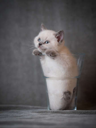 cream colored british shorthair kitten hiding in a flower vaseの写真素材