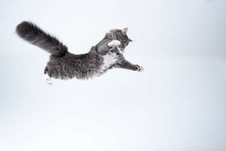 mid air shot of maine coon cat with white spread paws jumping flyingの写真素材
