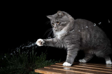 young curious blue tabby maine coon cat with white paws outdoors playing with water jet in front of black backgroundの写真素材
