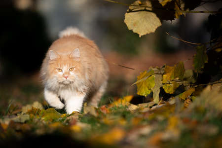 beige white maine coon cat on the prowl walking towards camera looking in the sunlight in autumnの写真素材