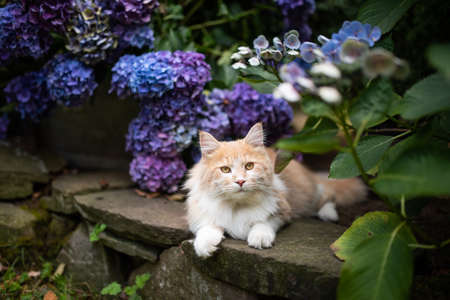 curious young cream tabby white ginger maine coon cat lying on natural stone wall next to hydrangea plant with blue blossom looking at cameraの写真素材