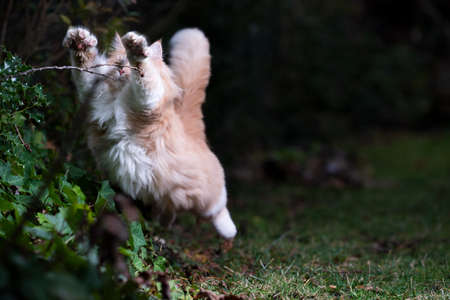beige white maine coon cat outdoors in garden playing at night hunting in the bushesの写真素材