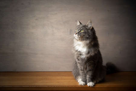 portrait of a cute blue tabby white maine coon cat sitting on wooden table looking to the upper side with copy spaceの写真素材