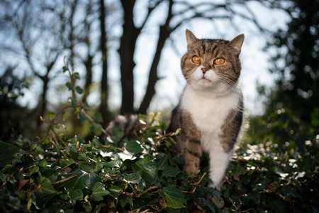 tabby white british shorthair cat outdoors standing in lush foliage on sunny dayの写真素材