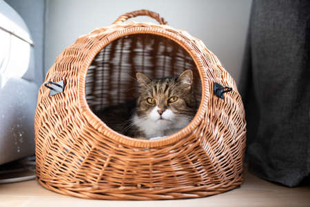 tabby white british shorthair cat resting in pet carrier basket indoors looking out at camera between couch and curtainの写真素材